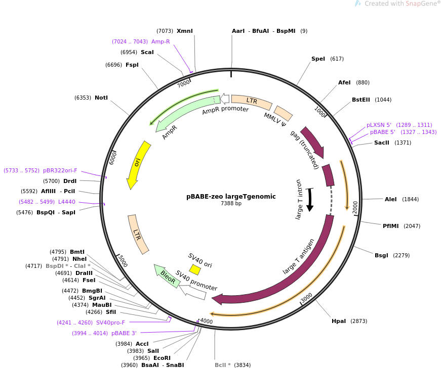 pBABE-zeo largeTgenomic质粒图谱